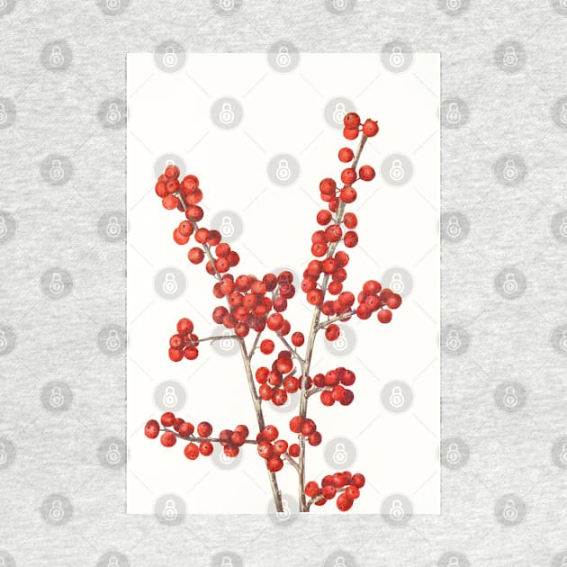 Winterberry - Botanical Illustration by chimakingthings